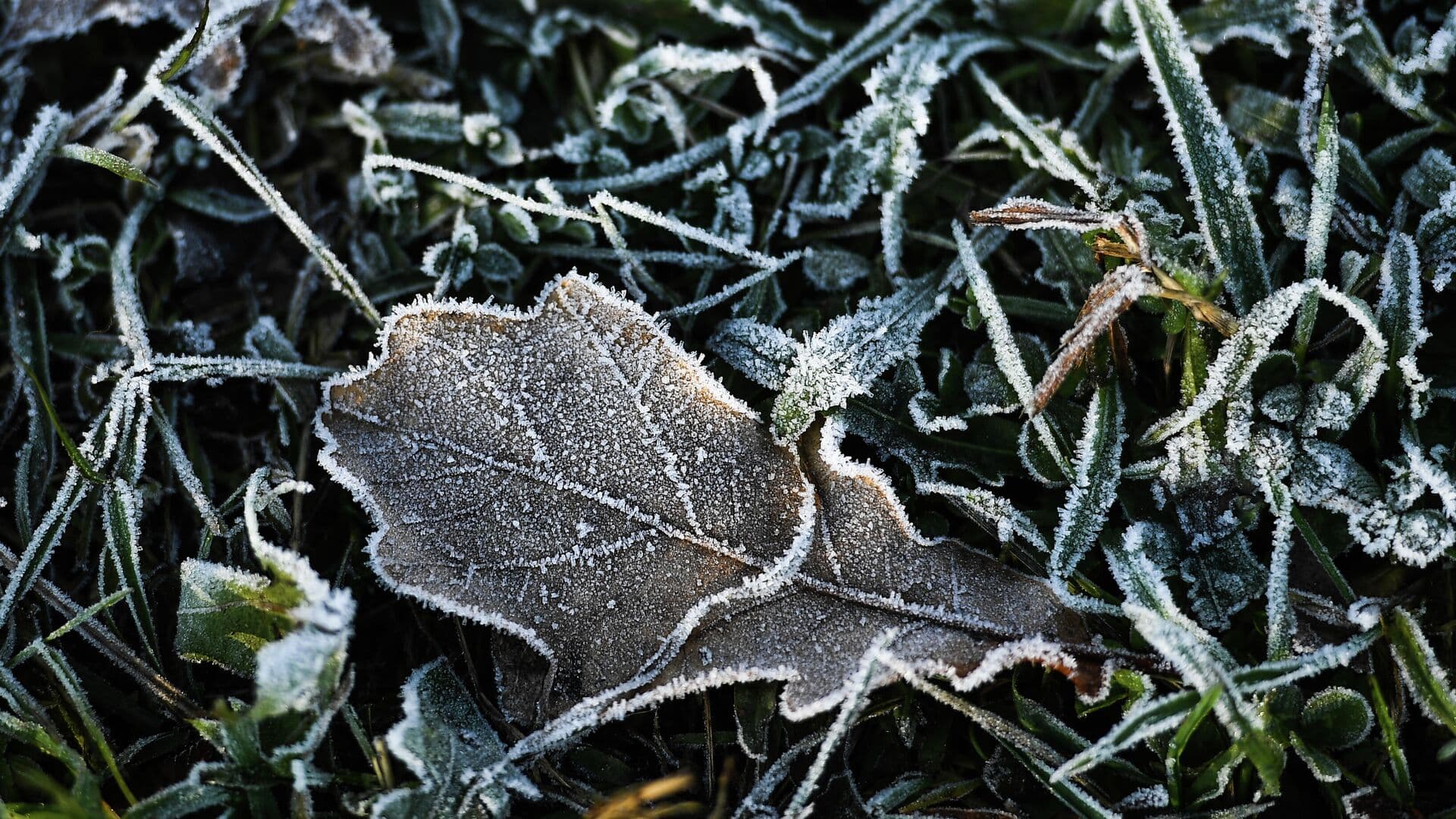 Синоптик назвала российские регионы, где пока сохранятся ночные заморозки