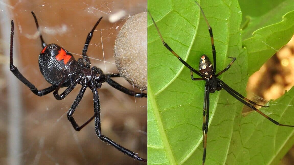 Арахнолог опровергла миф о смертельной опасности "ложной черной вдовы"