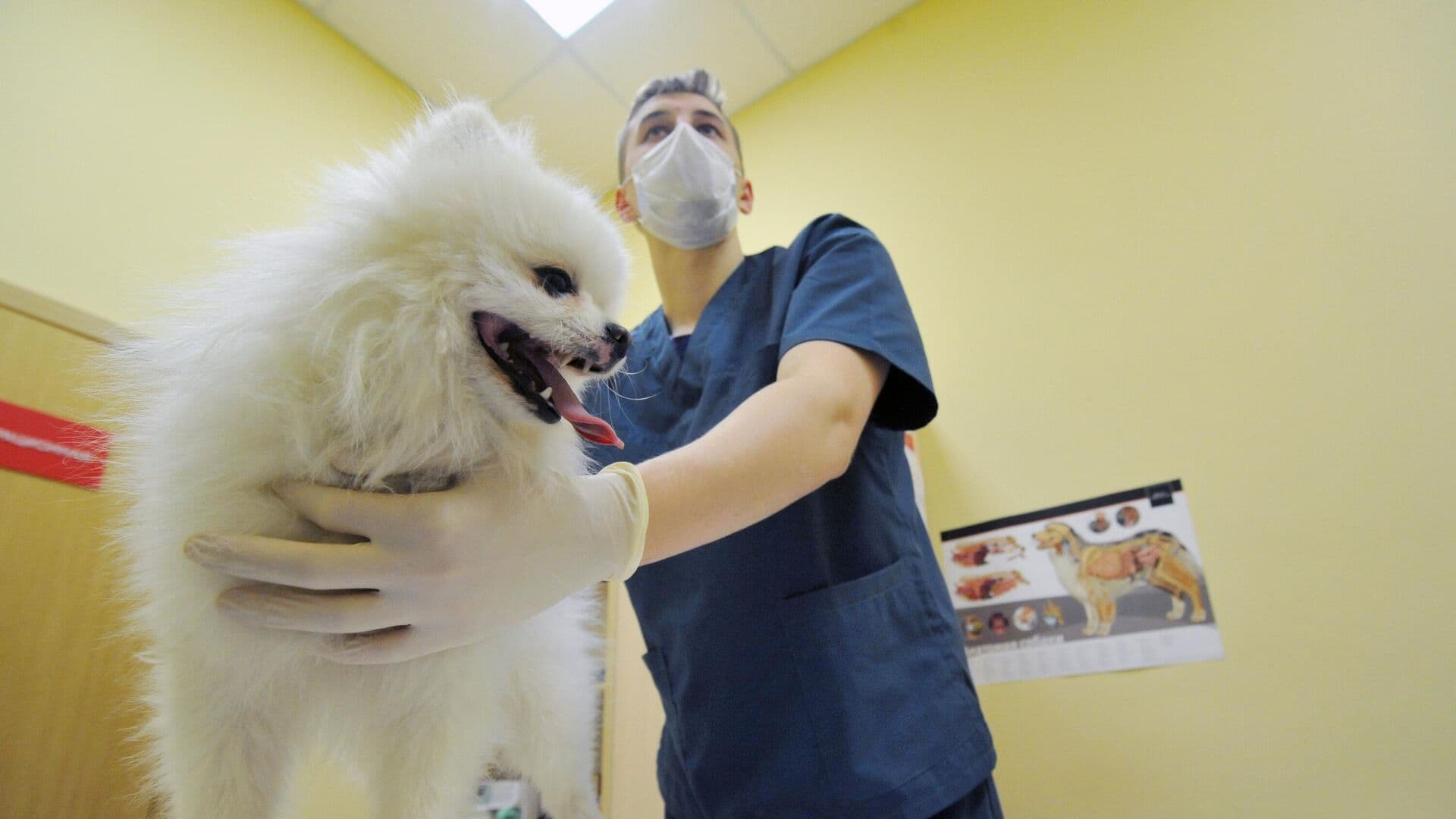 Резкие изменения погоды опасны для животных, предупредил ветврач