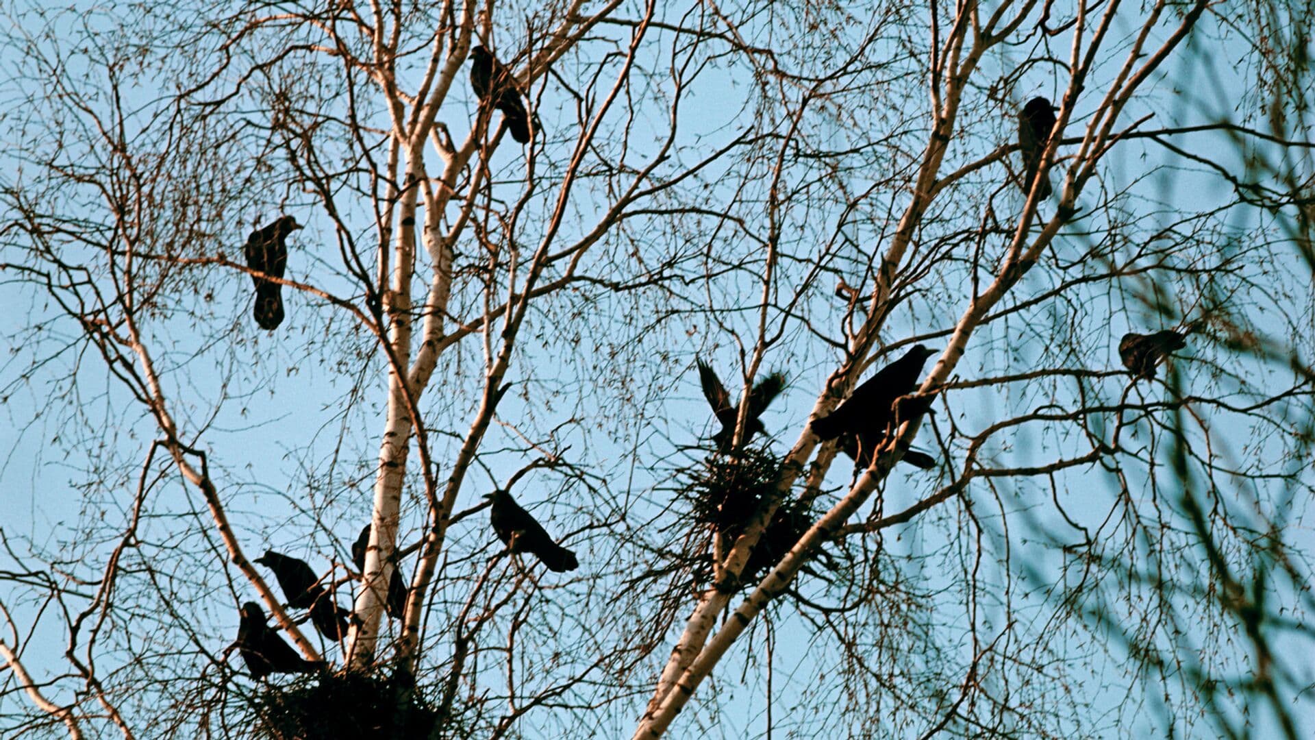 Грачи-разведчики прилетели в среднюю полосу России