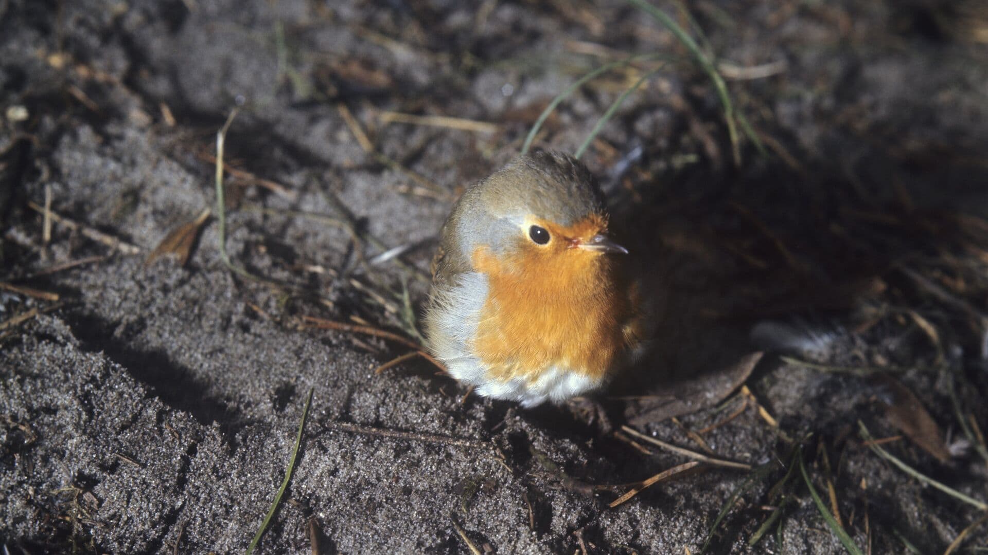 В Москве заметили редких перелетных птиц