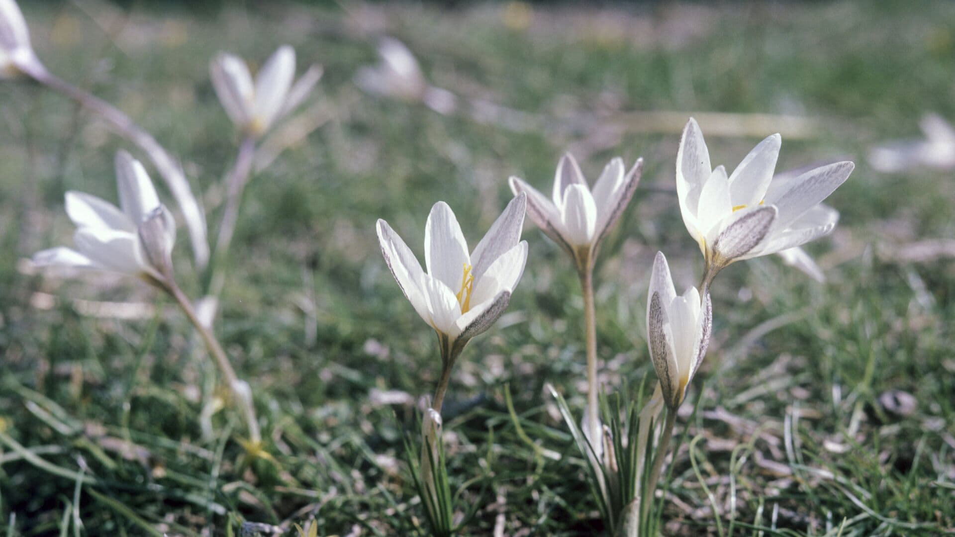 Биолог предупредил об опасности подснежников