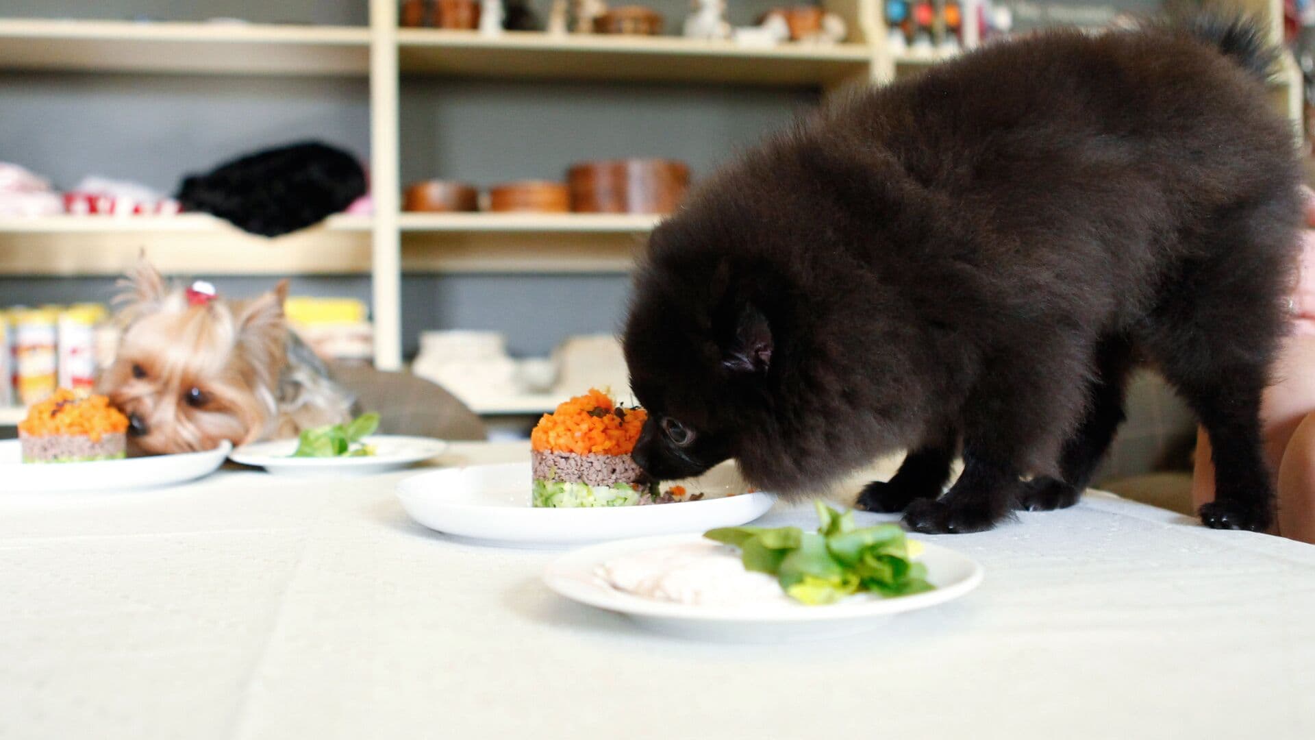 Ветврач рассказала, какие продукты нельзя давать домашним животным