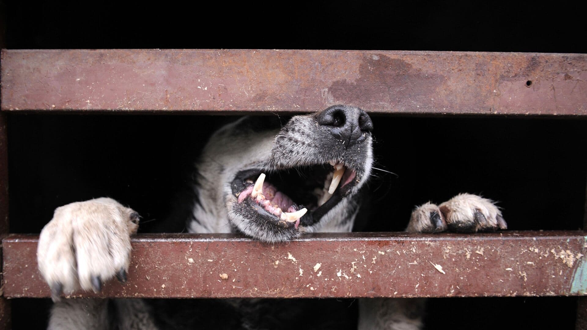 Врач рассказала, что делать при укусе дикого животного