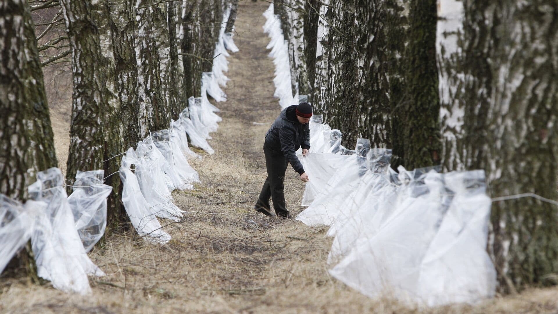 Биолог рассказал о пользе березового сока