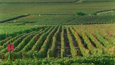 В Шампани из-за заморозков погибли около 40 процентов почек виноградников