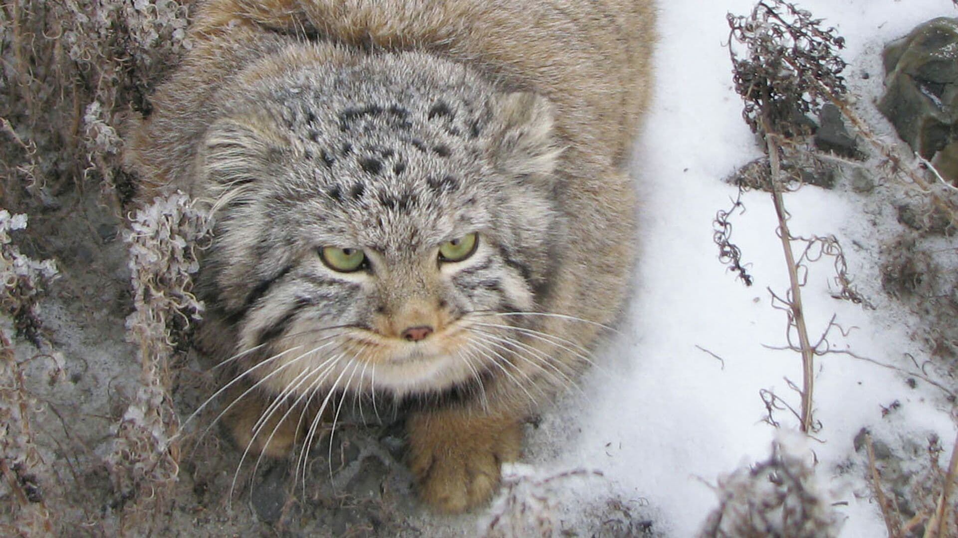 Ученые объяснили, зачем манулам нужна зажировка
