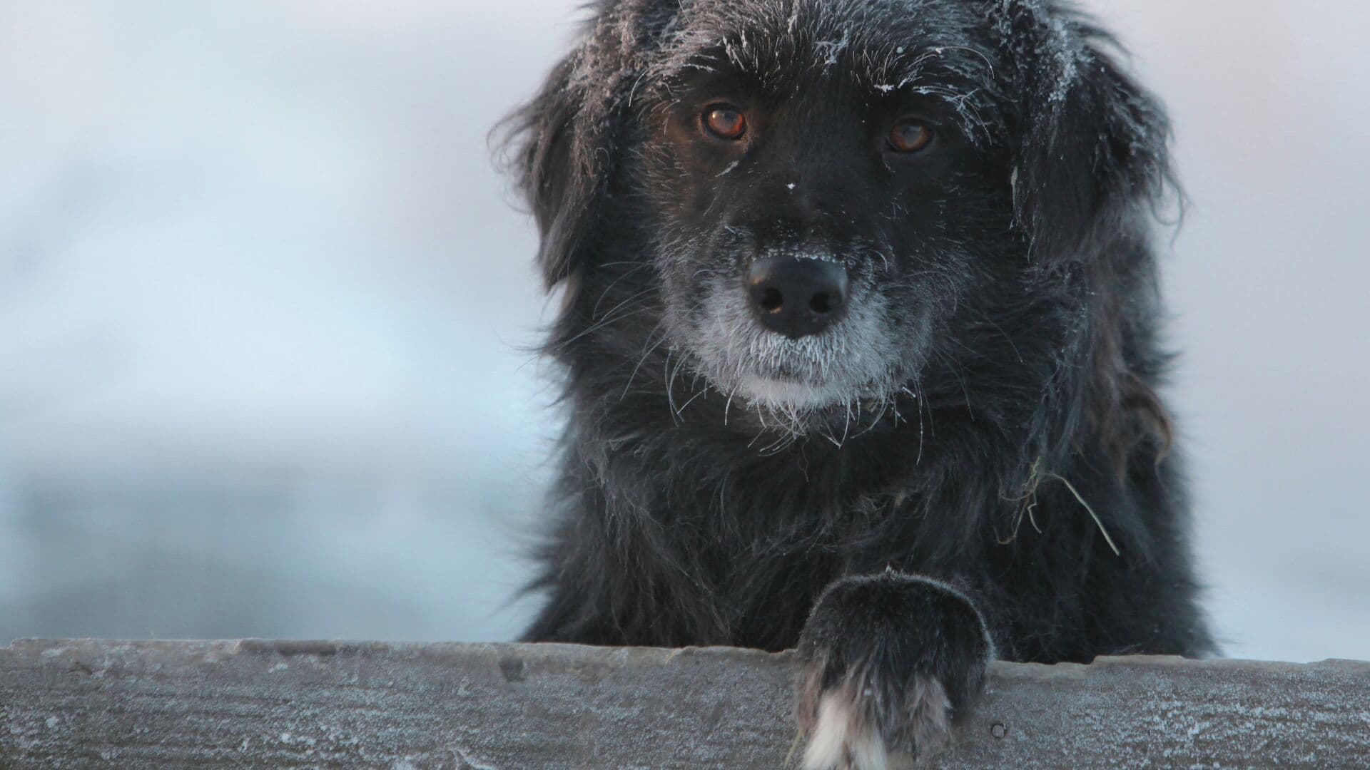 СПЧ предложил создать единый реестр домашних собак
