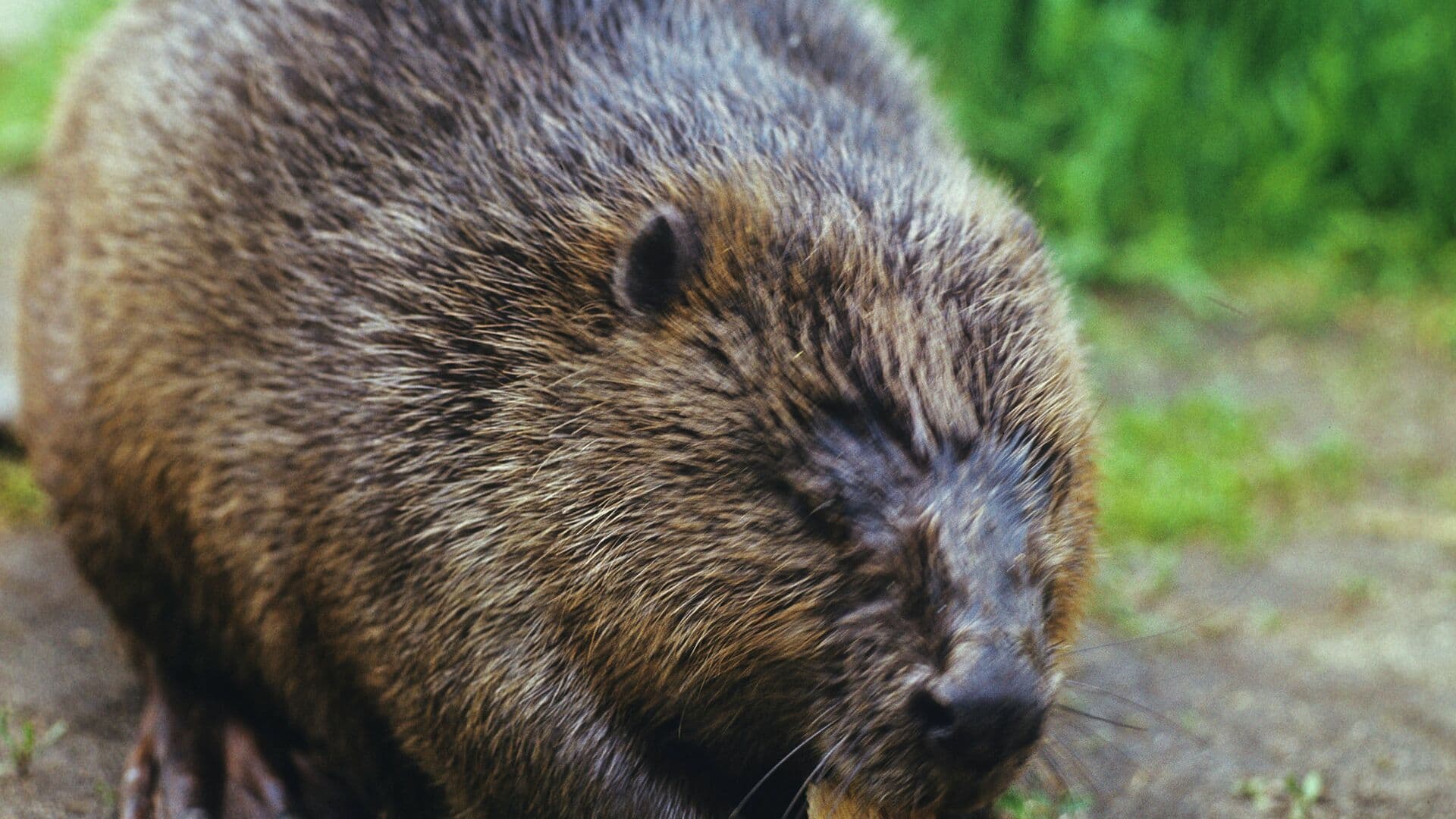 Биолог рассказал, как вести себя при встрече с бобром