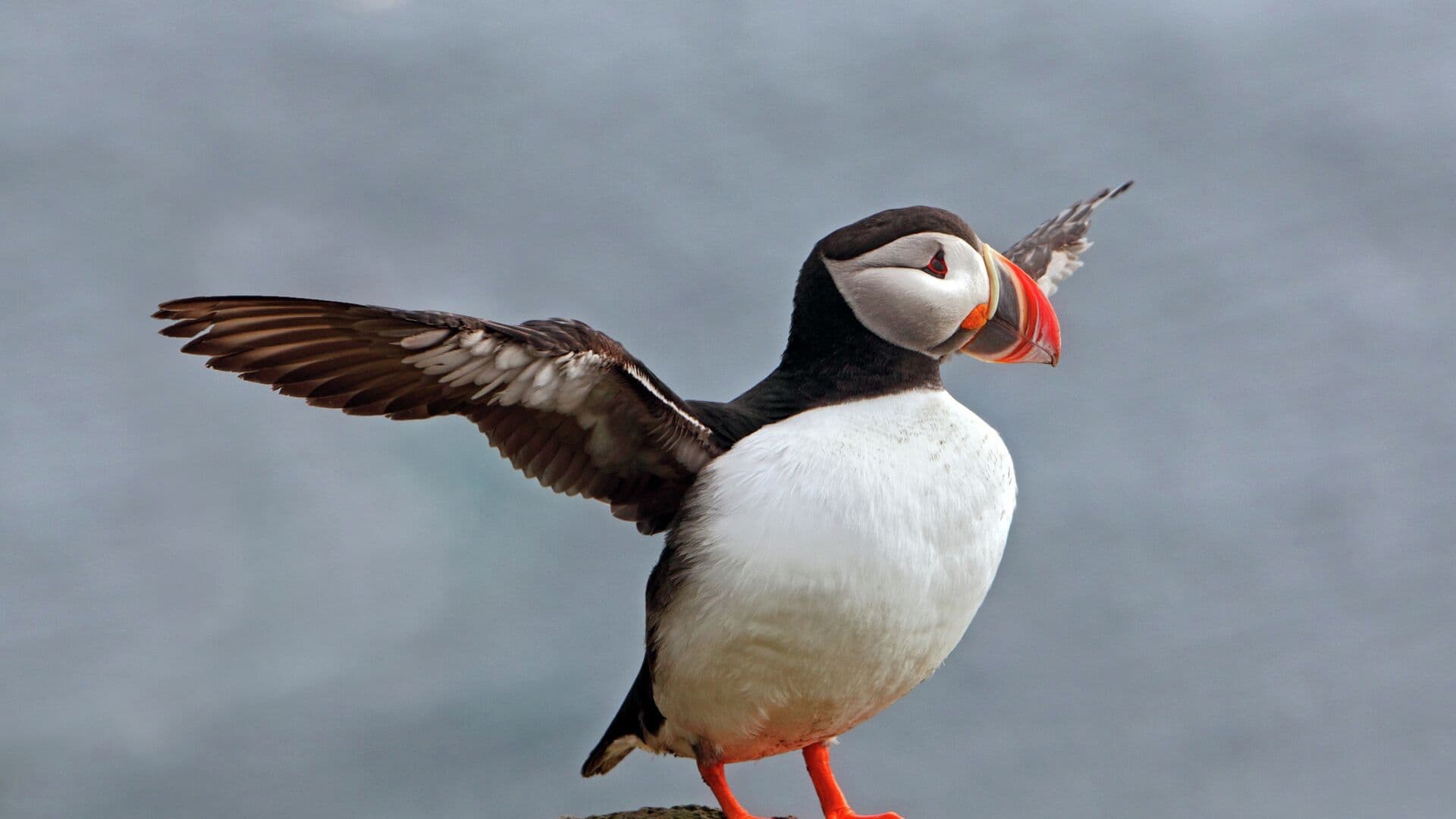 Во Франции за три месяца выбросило на берег более 45 тысяч птиц тупиков