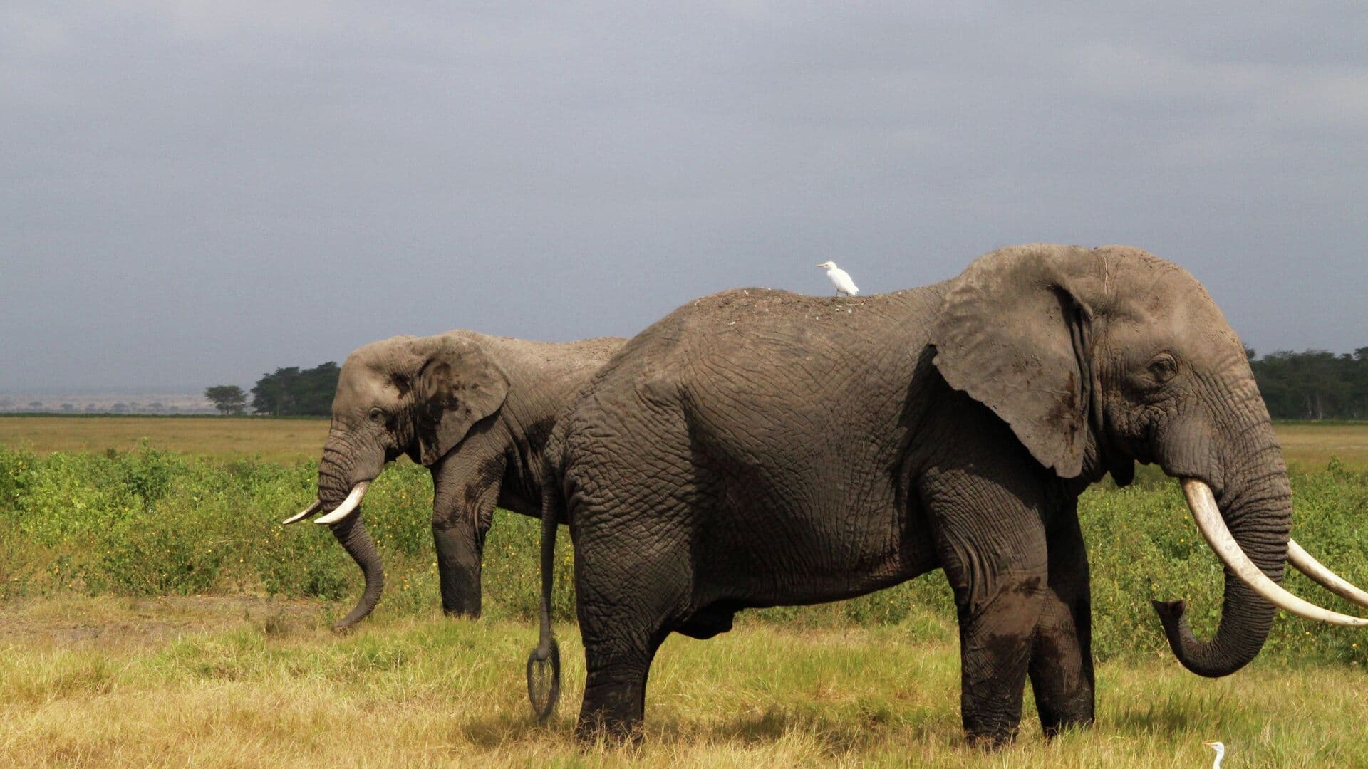 Американского миллионера насмерть затоптали слоны