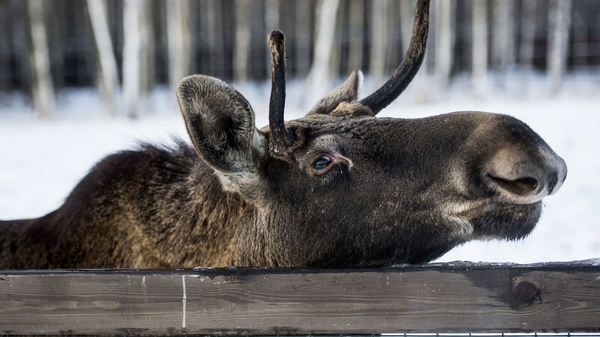 Биолог назвал число лосей в "Лосином острове"