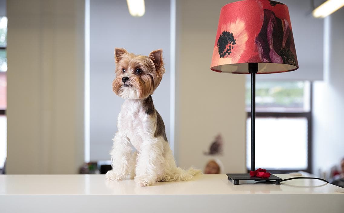 Правительство Таиланда признало кошек важной частью экономики